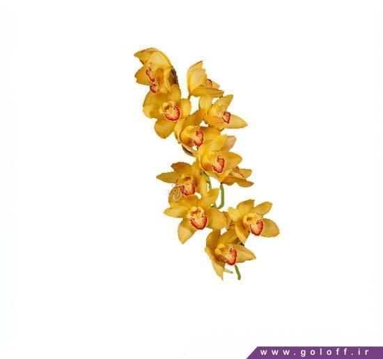 گل زیبا - گل ارکیده سیمبیدیوم گوینه - Cymbidium Orchid | گل آف